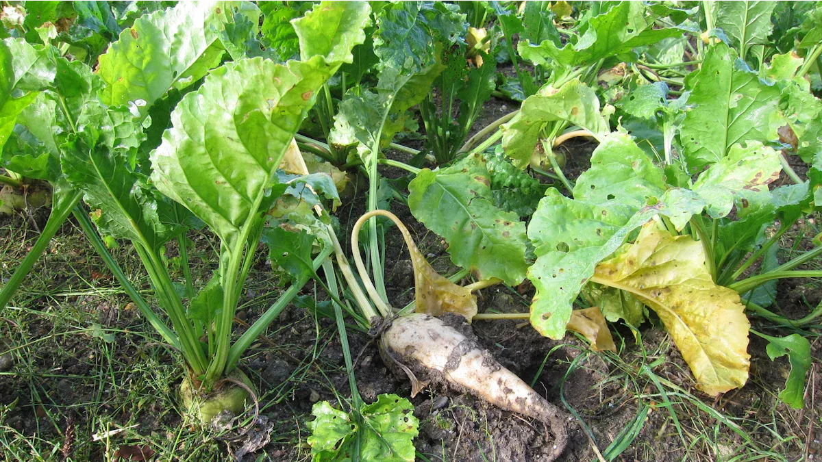 Plant Source of Isomalt