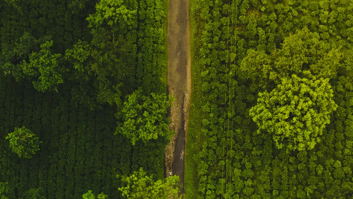 L-Malic Acid in Plants and Microbes