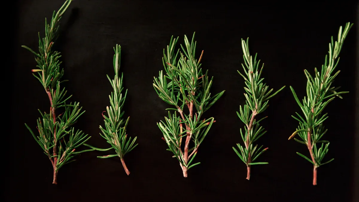 Comparing Natural Antioxidants: Vitamin E vs. Tea Polyphenols vs. Rosemary Extract vs. Hydroxytyrosol