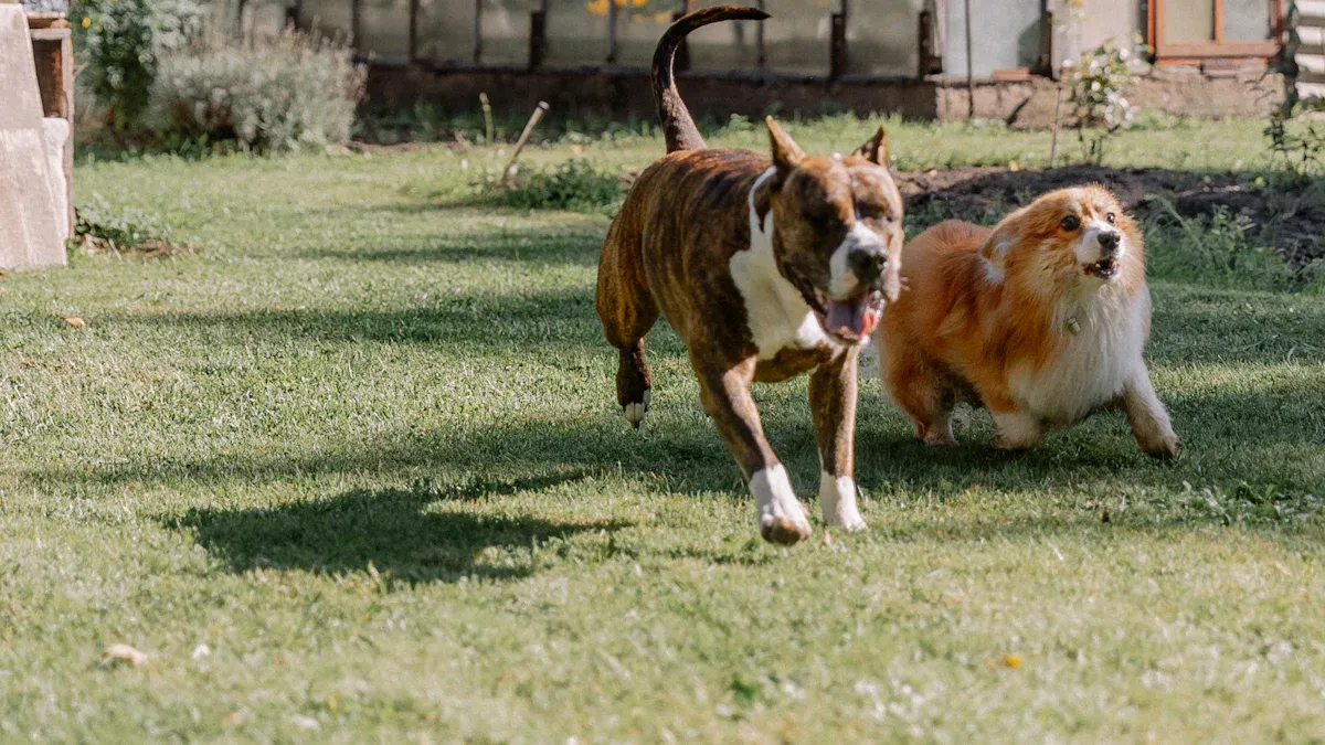 Sources of Mono and Di Glycerides