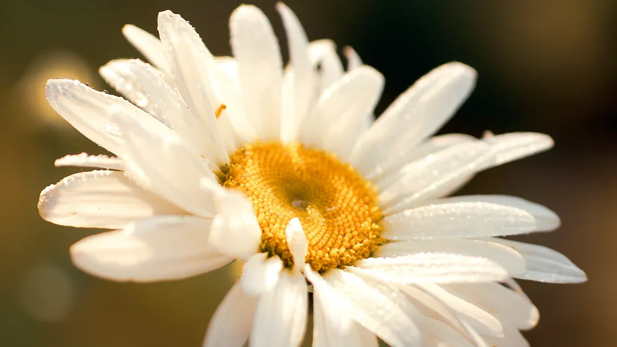 Gardenia yellow: origin and properties