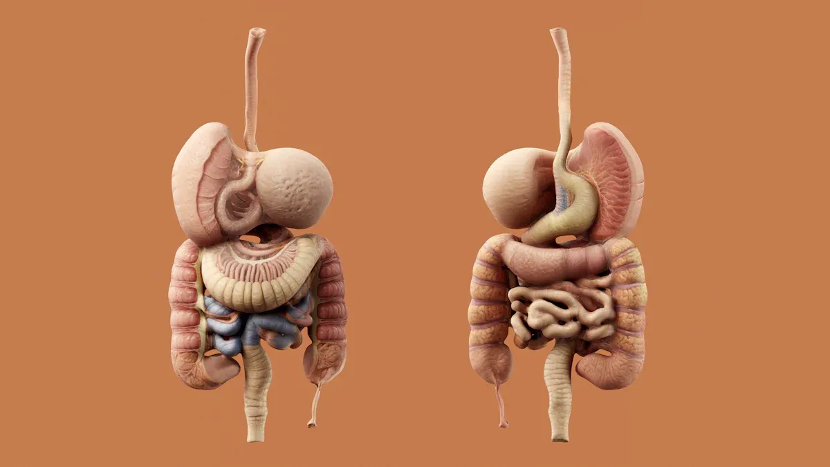 Pepsin Enzyme Function