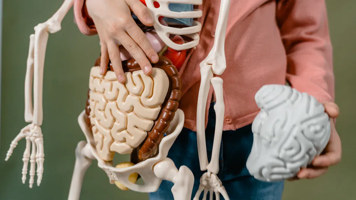 How inulin for constipation works