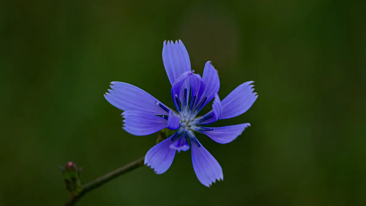 Key Differences at a Glance