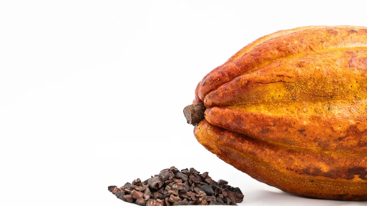 Cocoa Powder vs Cocoa Extract: Key Differences